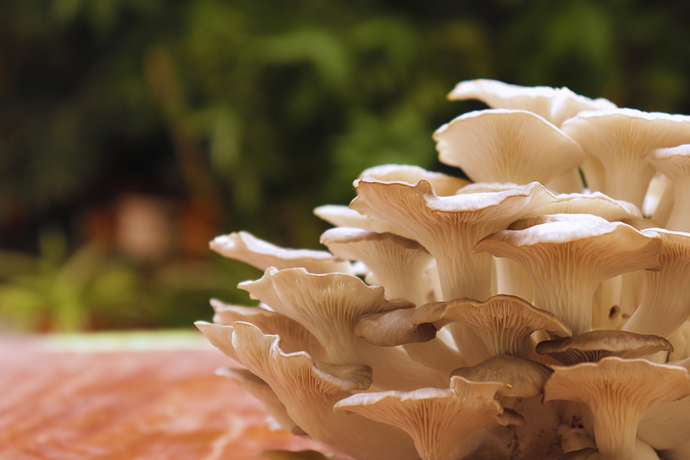 Our prized Phoenix Oyster mushrooms