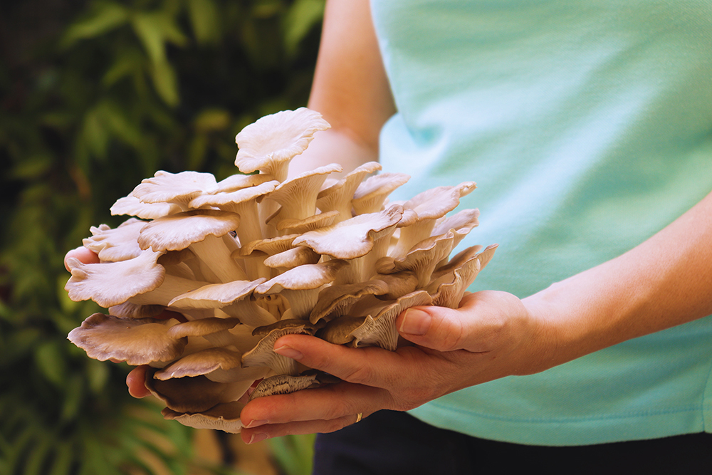 The freshest gourmet mushrooms grown in Malta